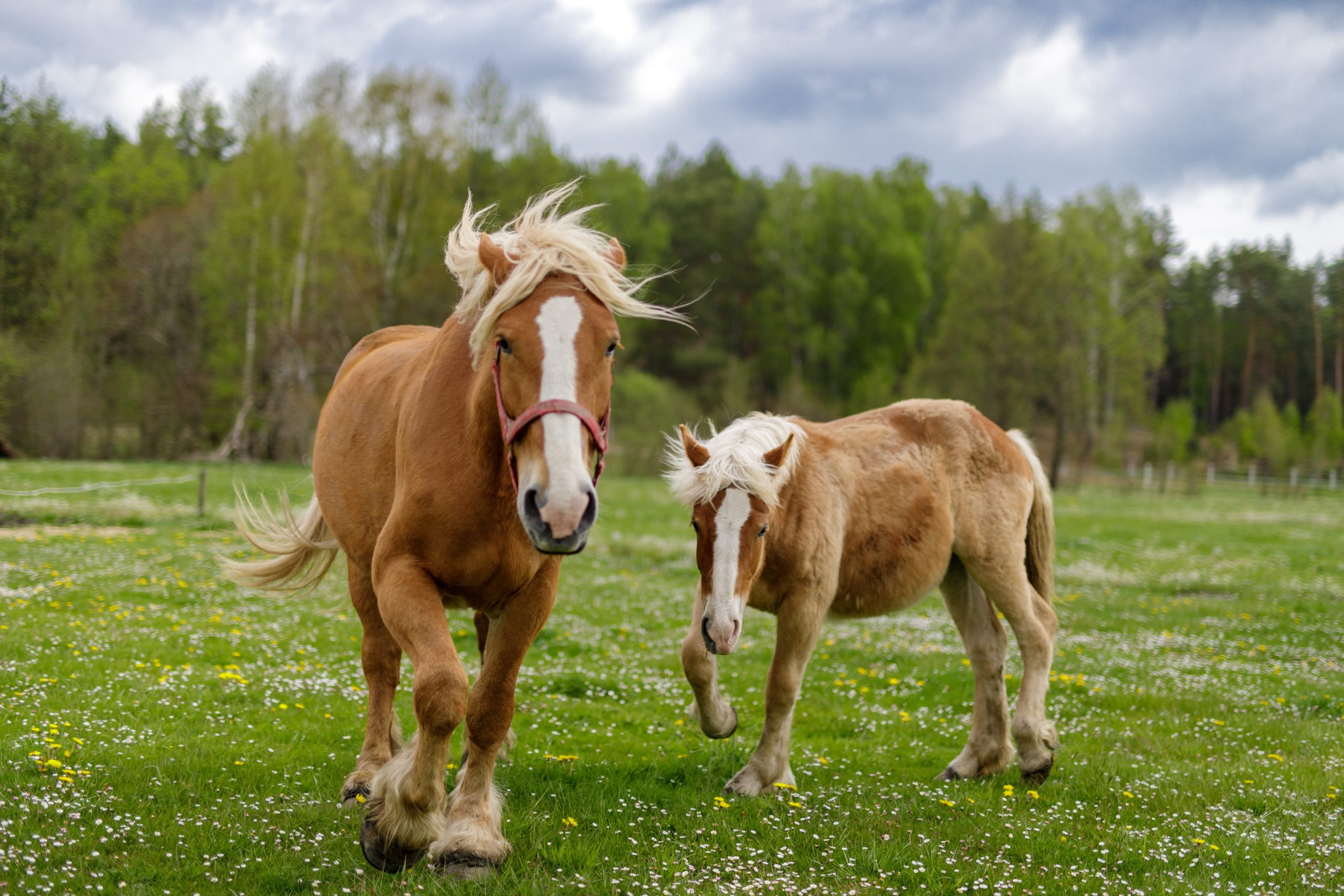 Dlaczego warto wprowadzić mesze do diety koni?