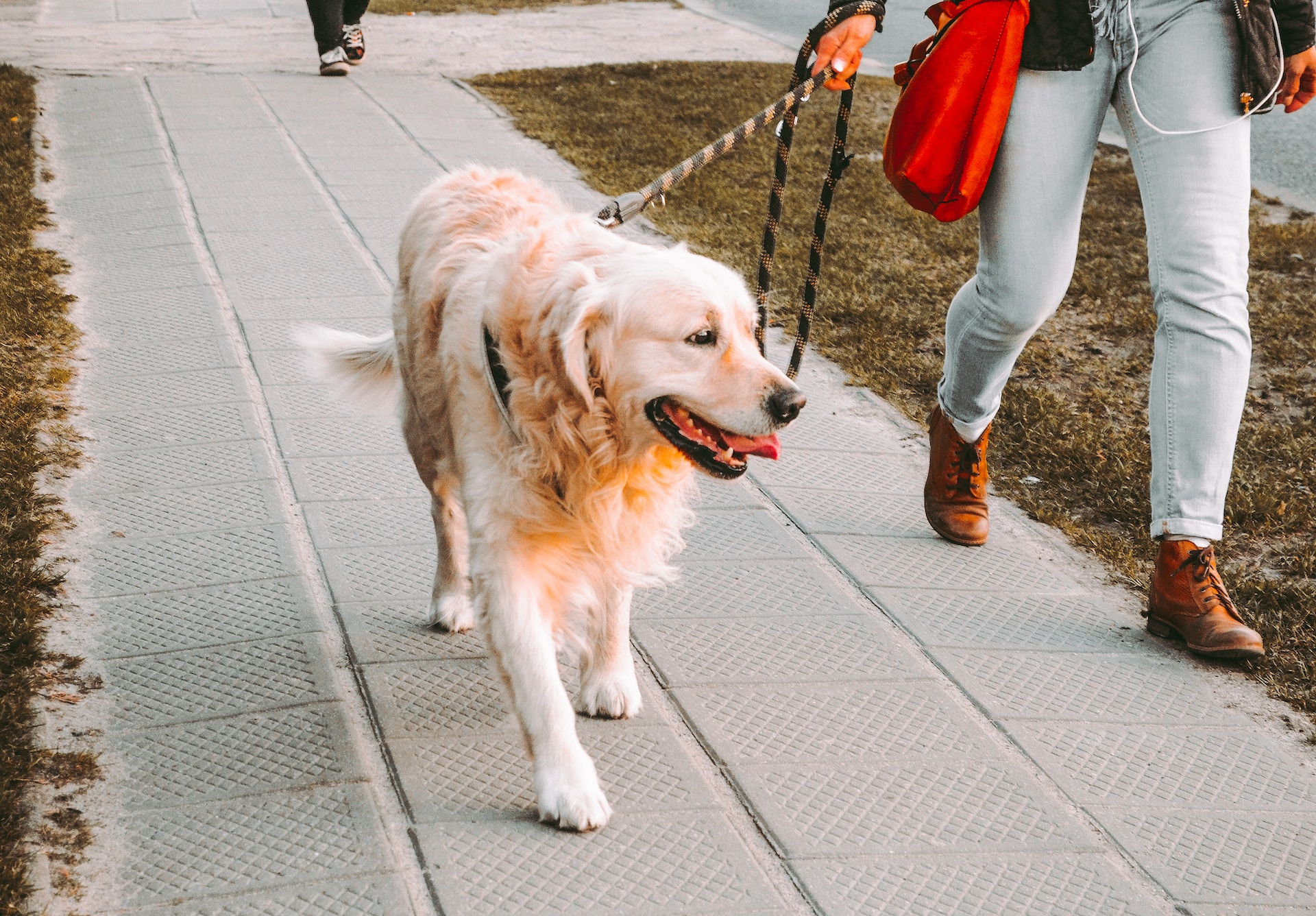 O czym pamiętać wychodząc z psem na spacer?