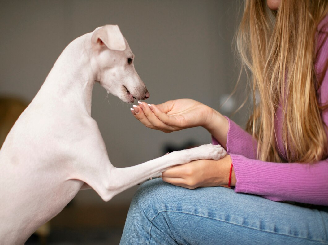 Zrozumieć mowę ciała twojego psa: Klucz do lepszej komunikacji