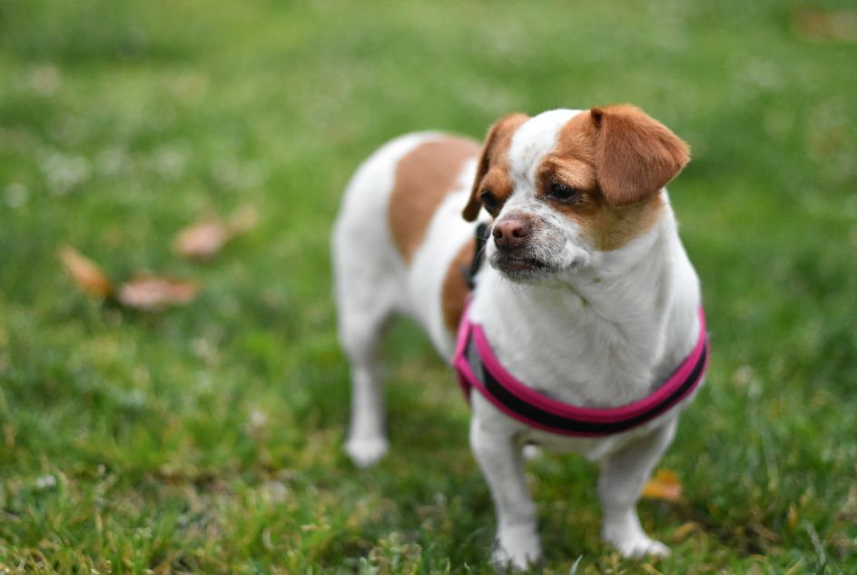 Jak szelki wpływają na zachowanie małych psów podczas spacerów?